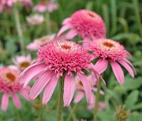 Эхинацея пурпурная Пинк Дабл Делайт (Echinacea purpurea 'Pink Double Delight')