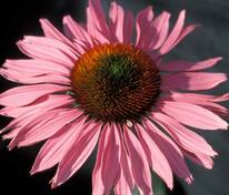 Эхинацея пурпурная Руби Джайант (Echinacea purpurea 'Ruby Giant')