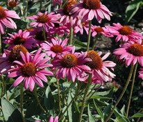 Эхинацея пурпурная Зе Кинг (Echinacea purpurea 'The King')