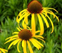 Эхинацея странная (Echinacea paradoxa)