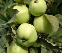 Яблоня обыкновенная Антоновка (Malus domestica 'Antonovka')
