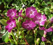Барвинок малый Атропурпуреа (Vinca minor 'Atropurpurea')