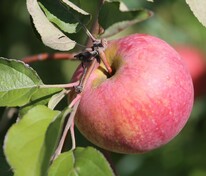 Яблоня Апорт (Malus domestica 'Aport')