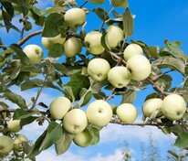 Яблоня Белый налив (Malus domestica 'Beliy Naliv')