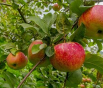 Яблоня Богатырь (Malus domestica 'Bogatyr')