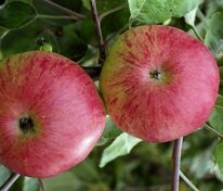 Яблоня Болотовское (Malus domestica 'Bolotovskoe')