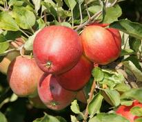 Яблоня Боровинка красная (Malus domestica 'Borovinka Krasnaya')