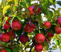 Яблоня Вишневая (Malus domestica 'Vishnevaya')