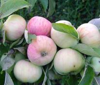 Яблоня Грушовка Московская (Malus domestica 'Grushovka Moskovskaya')