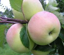 Яблоня Имрус (Malus domestica 'Imrus')