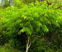 Бархат амурский (Phellodendron amurense)