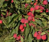 Яблоня Китайка Долго (Malus x robusta 'Dolgo')