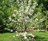 Яблоня Китайка золотая ранняя (Malus x robusta 'Kitayka Zolotaya Rannyaya')