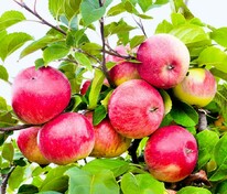 Яблоня Конфетное (Malus domestica 'Konfetnoe')