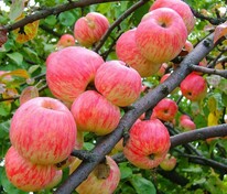 Яблоня Коричное полосатое (Malus domestica 'Korichnoe Polosatoe')