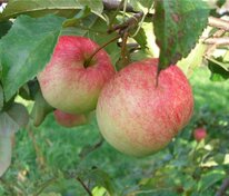 Яблоня Красавица сада (Malus domestica 'Krasavitsa Sada')