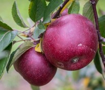 Яблоня Лобо (Malus domestica 'Lobo')