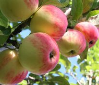 Яблоня Мантет (Malus domestica 'Mantet')