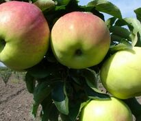 Яблоня Мартовское (Malus domestica 'Martovskoe')