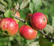 Яблоня Медуница (Malus domestica 'Medunica')