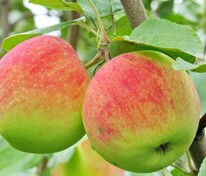 Яблоня Мельба (Malus domestica 'Melba')