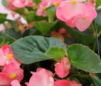 Бегония Биг (Begonia 'Big') в ассортименте