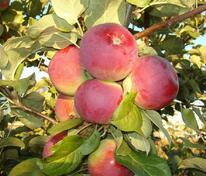 Яблоня Орлик (Malus domestica 'Orlik')