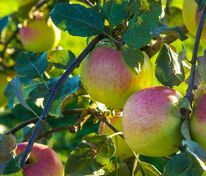 Яблоня Синап орловский (Malus domestica 'Sinap Orlovsky')