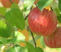 Яблоня Орловское полосатое (Malus domestica 'Orlovskoe Polosatoe')