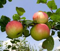 Яблоня Память Воину (Malus domestica 'Pamyat Voinu')