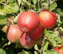 Яблоня Пепин Шафранный (Malus domestica 'Pepin Shafranny')