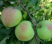 Яблоня Северный Синап (Malus domestica 'Severny Sinap')