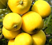 Яблоня Уральское наливное (Malus domestica 'Uralskoe Nalivnoe')