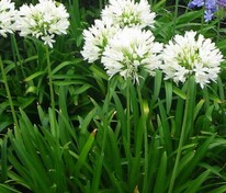 Агапантус африканский Альбус (Agapanthus africanus 'Albus')