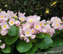 Бегония вечноцветущая (Begonia x semperflorens) в ассортименте