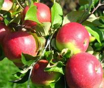 Яблоня Уэлси (Malus domestica 'Welsey')