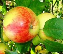 Яблоня Штрейфлинг (Malus domestica 'Streifling')