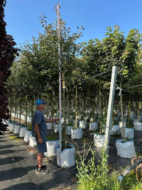 Яблоня декоративная (Malus)