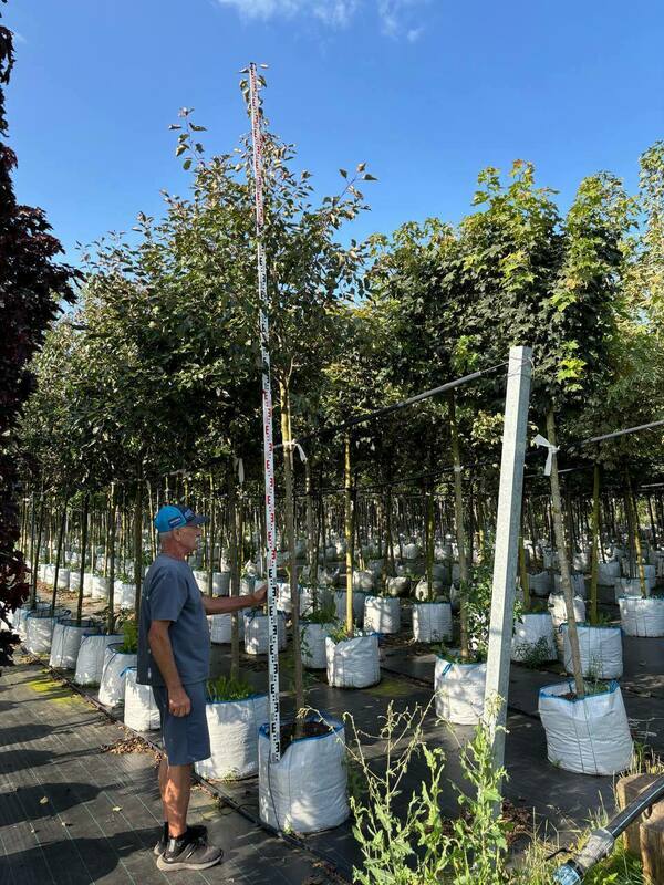 Яблоня декоративная (Malus)