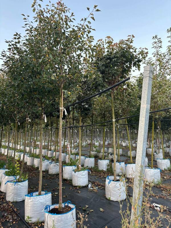 Яблоня декоративная (Malus)