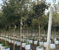 Яблоня декоративная (Malus)