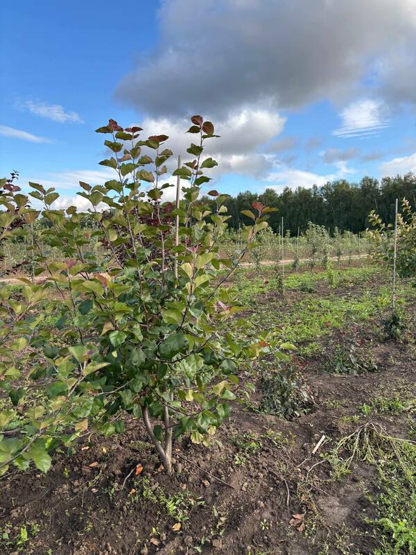 Яблоня декоративная Бренди Меджик (Malus 'Brandy Magic')