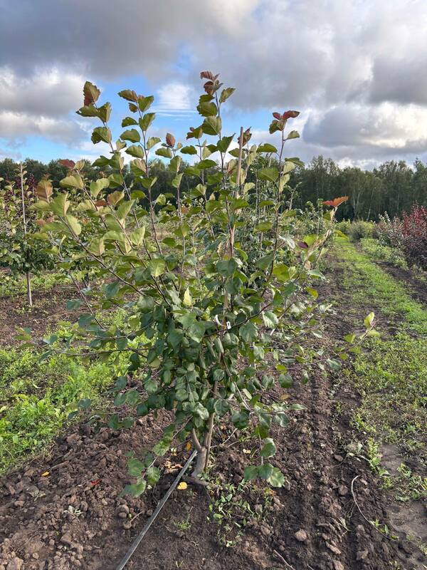 Яблоня декоративная Бренди Меджик (Malus 'Brandy Magic')
