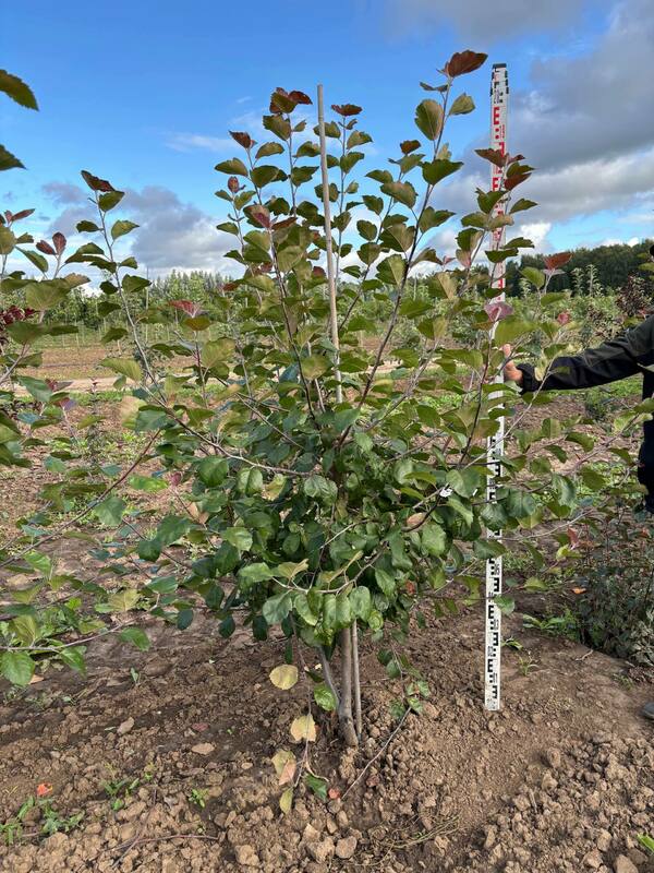 Яблоня декоративная Бренди Меджик (Malus 'Brandy Magic')