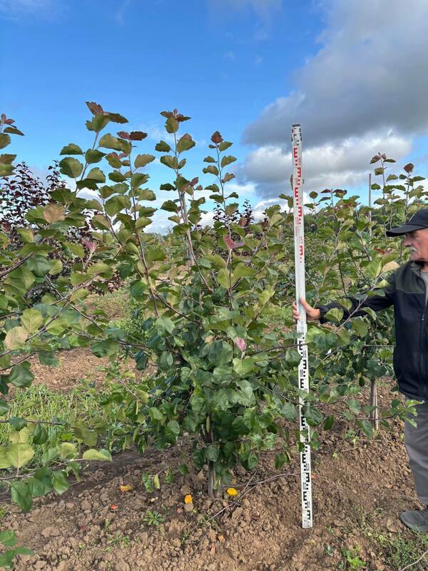 Яблоня декоративная Бренди Меджик (Malus 'Brandy Magic')