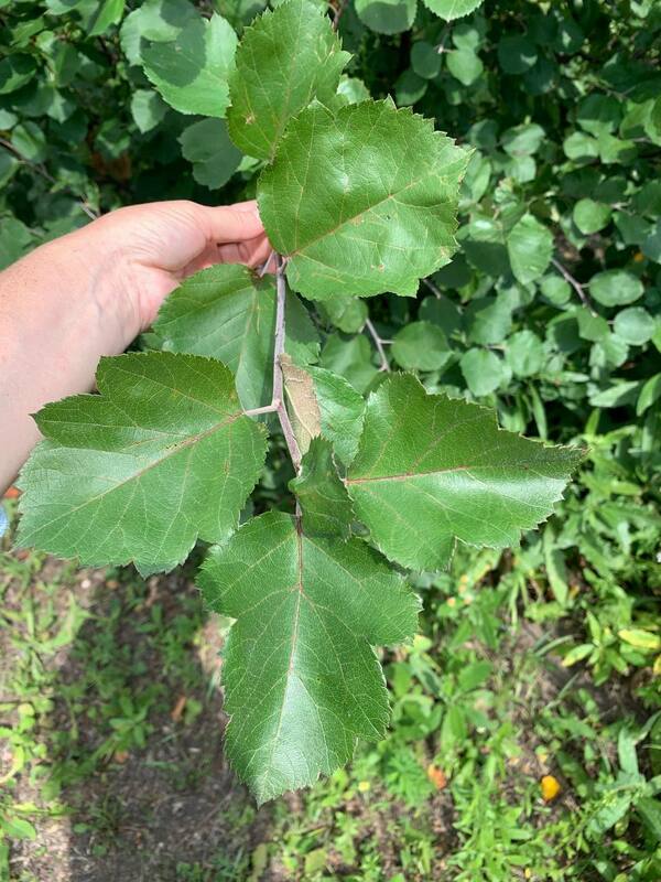 Яблоня декоративная Бренди Меджик (Malus 'Brandy Magic')