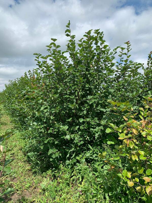 Яблоня декоративная Бренди Меджик (Malus 'Brandy Magic')