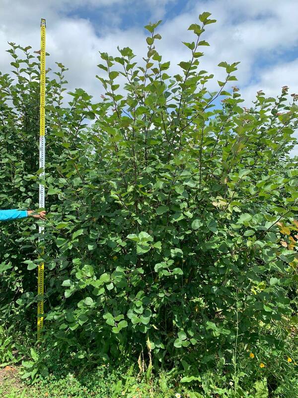 Яблоня декоративная Бренди Меджик (Malus 'Brandy Magic')