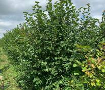 Яблоня декоративная Бренди Меджик (Malus 'Brandy Magic')