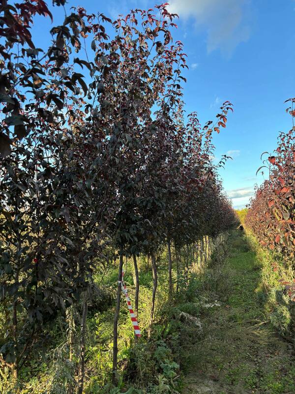 Яблоня декоративная Хелена (Malus 'Helena')